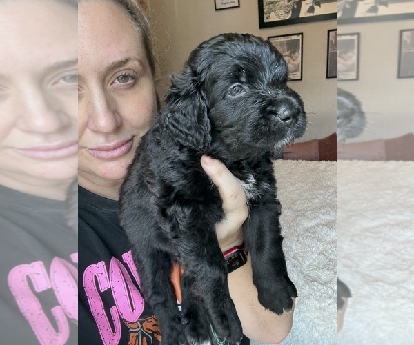 Medium Photo #20 Bernedoodle Puppy For Sale in BELMONT, NC, USA