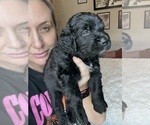 Small #19 Bernedoodle