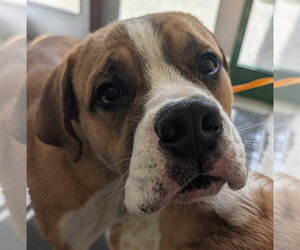 Saint Bernard-Unknown Mix Dogs for adoption in Anchorage, AK, USA