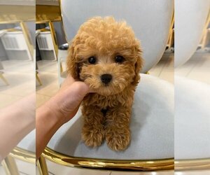 Poodle (Toy) Puppy for sale in REDLANDS, CA, USA