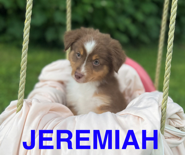 Medium Photo #9 Miniature American Shepherd Puppy For Sale in NOLENSVILLE, TN, USA