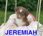 Small #8 Miniature American Shepherd