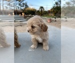 Small Photo #14 Maltipoo Puppy For Sale in APPLE VALLEY, CA, USA