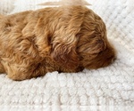 Small Photo #13 Goldendoodle Puppy For Sale in WOODLAND, AL, USA