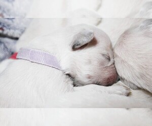 Medium English Cream Golden Retriever