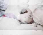 Puppy 10 English Cream Golden Retriever