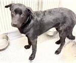Small #1 Mutt