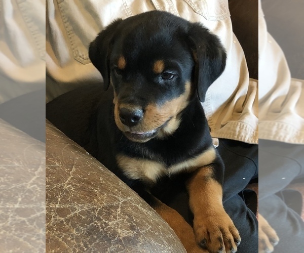 Medium Photo #1 Rottweiler Puppy For Sale in FORT MORGAN, CO, USA