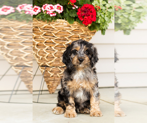 Cocker Spaniel-Poodle (Miniature) Mix Puppy for sale in MILLERSBURG, IN, USA