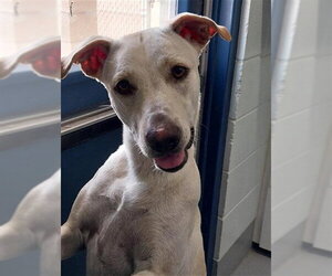 Labrador Retriever-Unknown Mix Dogs for adoption in Corpus Christi, TX, USA