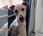 LISA - Female Labrador Retriever-Unknown Mix Dog for Adoption - Small photo