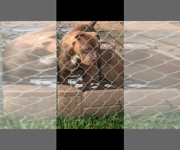 Medium Photo #1 American Bully Puppy For Sale in GROVETOWN, GA, USA