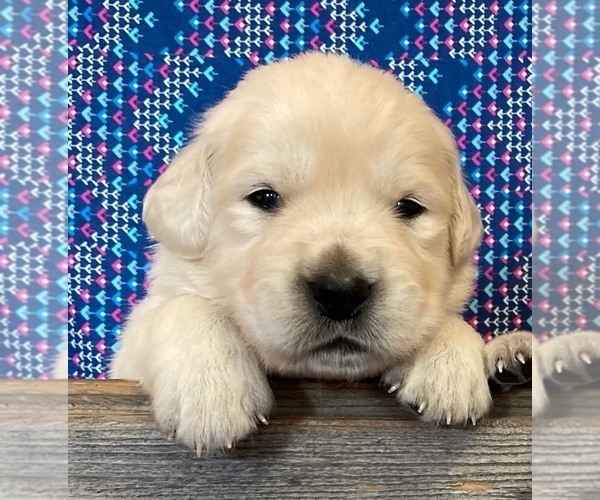 Medium Photo #2 English Cream Golden Retriever Puppy For Sale in DALLAS, WI, USA