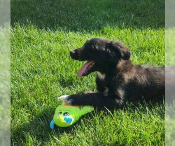 Medium Photo #3 Border Collie-Retriever  Mix Puppy For Sale in Grafton, WI, USA