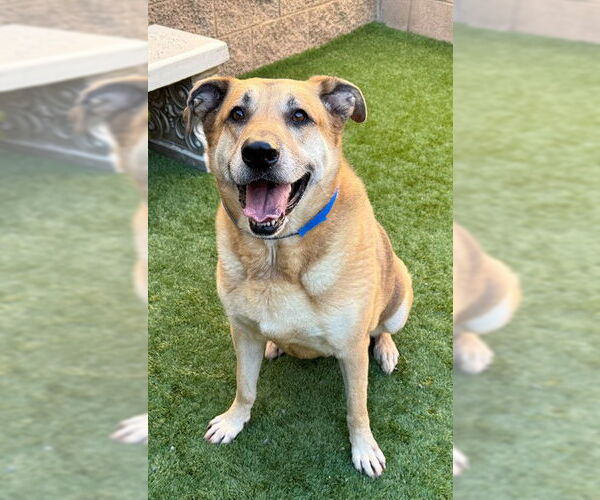 Medium Photo #2 German Shepherd Dog Puppy For Sale in Moreno Valley, CA, USA