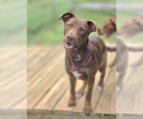Medium Photo #4 Mutt Puppy For Sale in Crandall, GA, USA