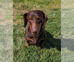 Small Dachshund