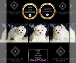 Small #1 Maltese