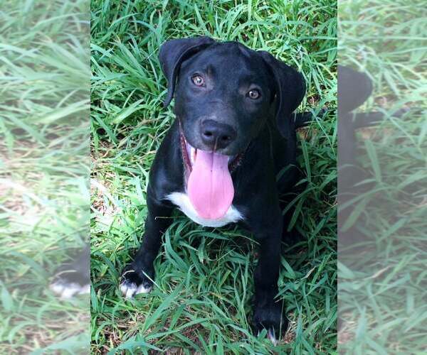 Medium Photo #1 Labrador Retriever Puppy For Sale in FRAMINGHAM, MA, USA