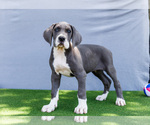 Small #5 Great Dane