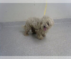 Poodle (Miniature)-Unknown Mix Dogs for adoption in Pasadena, TX, USA