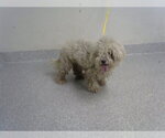 Small Poodle (Miniature) Mix