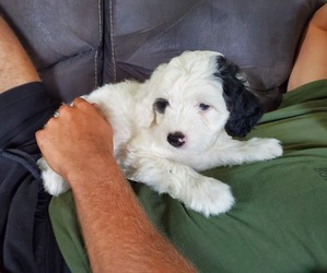 Bernedoodle (Miniature) Puppy for sale in LEETONIA, OH, USA