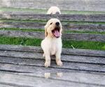 Small Photo #7 Goldendoodle Puppy For Sale in LEON, KS, USA