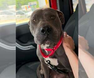 Mutt Dogs for adoption in Sheboygan, WI, USA