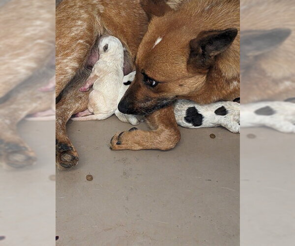 Medium Photo #1 Mutt Puppy For Sale in Riverside, CA, USA