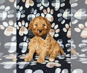 Double Doodle Puppy for sale in NOTTINGHAM, PA, USA