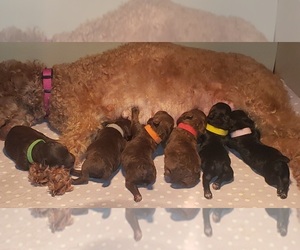 Poodle (Miniature) Puppy for sale in ADVANCE, NC, USA