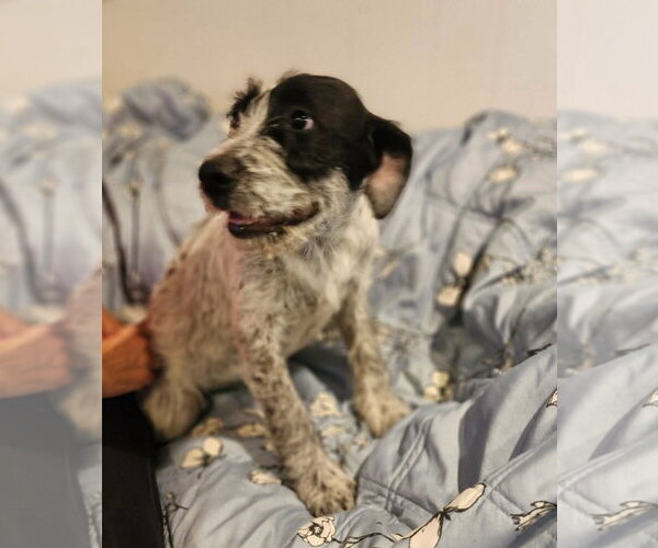 Medium Photo #7 Mutt Puppy For Sale in Grafton, WI, USA