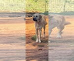 Small #7 Anatolian Shepherd-Great Pyrenees Mix