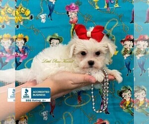 Maltese Puppy for sale in WINNSBORO, LA, USA