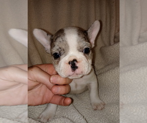 French Bulldog Puppy for sale in LAMAR, MS, USA