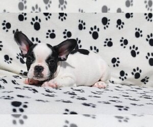 French Bulldog Puppy for sale in GRANITE BAY, CA, USA