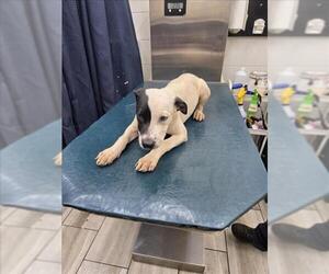 Medium American Bulldog Mix
