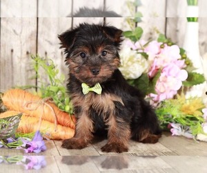 Yorkshire Terrier Puppy for sale in MOUNT VERNON, OH, USA