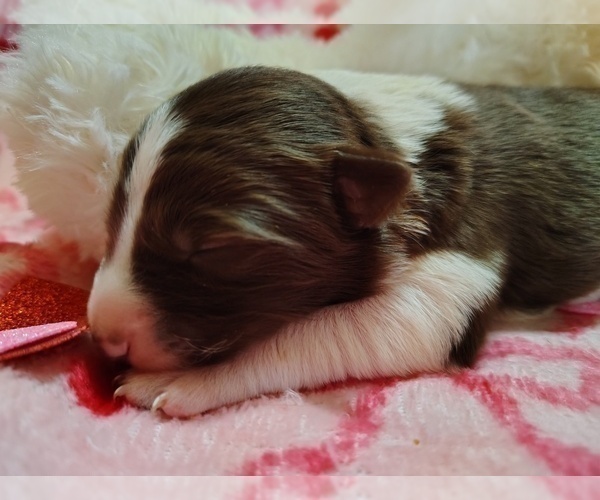 Medium Photo #1 Border Collie Puppy For Sale in NORBORNE, MO, USA