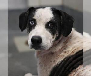 Labrador Retriever-Unknown Mix Dogs for adoption in San Antonio, TX, USA