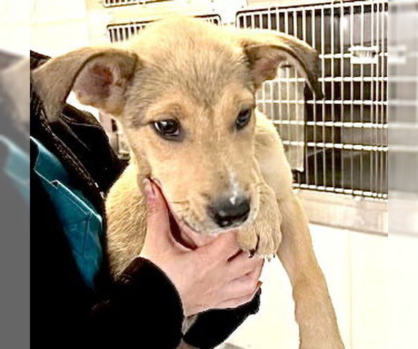 Medium Photo #2 Collie-German Shepherd Dog Mix Puppy For Sale in Houston, TX, USA