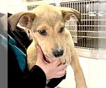 Small #1 Collie-German Shepherd Dog Mix