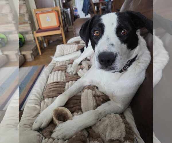 Medium Photo #18 Collie-Unknown Mix Puppy For Sale in Sandy, UT, USA