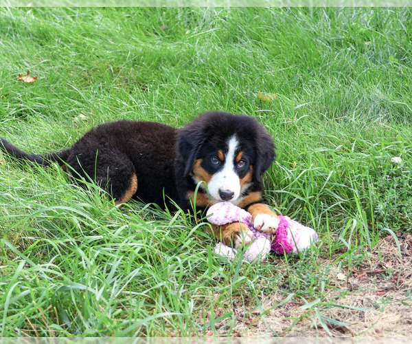 Medium Photo #4 Bernese Mountain Dog Puppy For Sale in SYRACUSE, IN, USA
