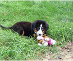 Small #3 Bernese Mountain Dog