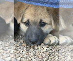 Small German Shepherd Dog