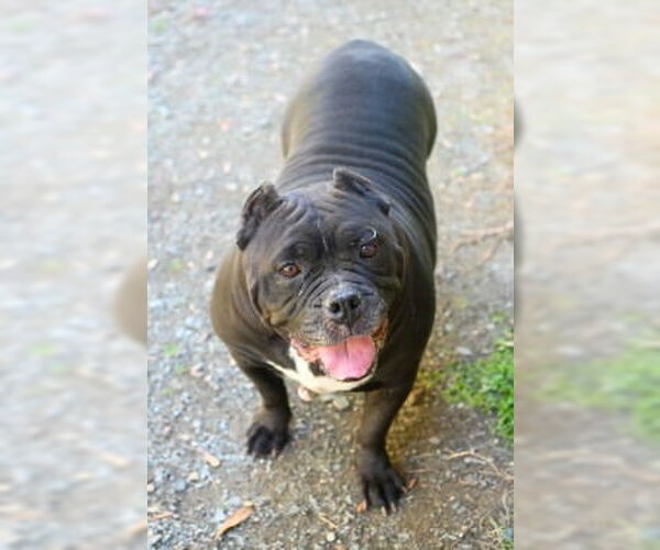 Medium Photo #4 American Bulldog Puppy For Sale in Glen Allen, VA, USA