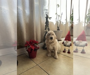 Golden Retriever Puppy for sale in MIRA LOMA, CA, USA