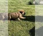 Puppy Purple Mastiff